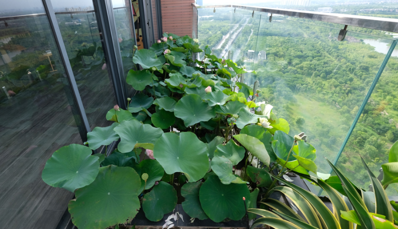 Hoa sen - hương thơm nhẹ nhàng, thuần khiết
