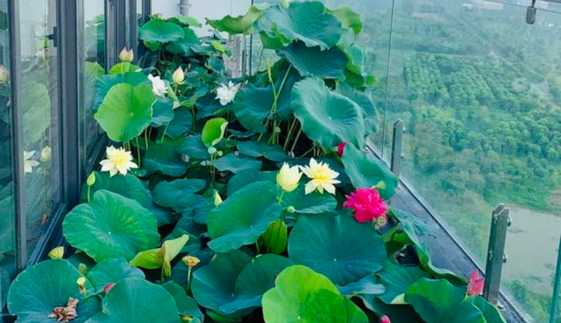 Cả ngôi nhà thoảng nhẹ hương sen thơm