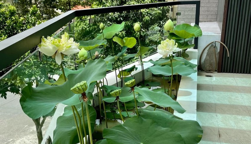 Gần bùn mà chẳng hôi tanh mùi bùn